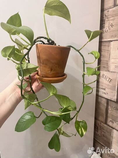 Сциндапсус