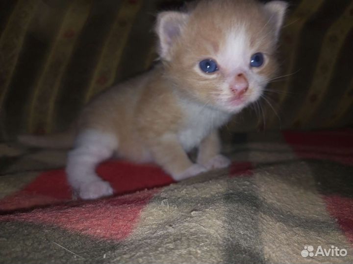 Котята в добрые руки бесплатно