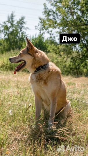 Собака в добрые руки щенок