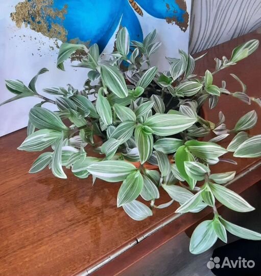 Традесканция розовая