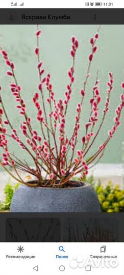 Спирея двухцветная Генпей(Широбана). Ива Маунт