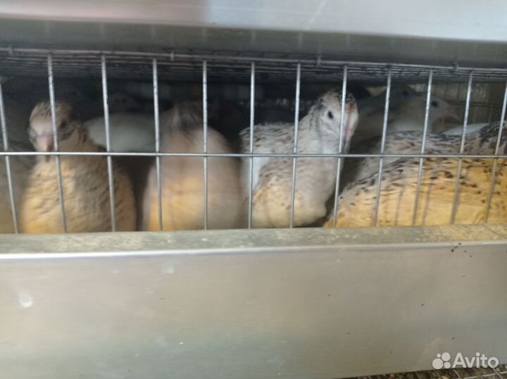 Цыплята, перепела. Куры молодки 3 месяца