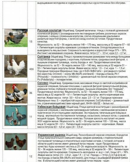 Инкубационное яйцо породной птицы из Генофонда