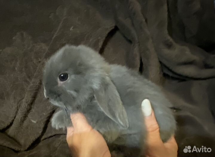 Вислоухие декоративные малыши