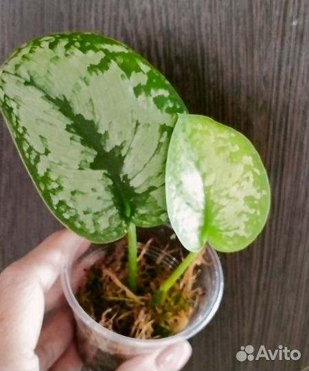 Сциндапсусы сортовые