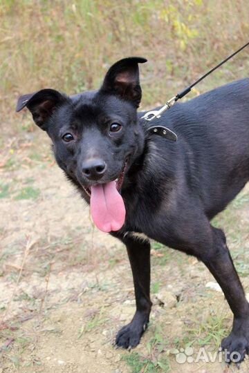 Собака Грушенька