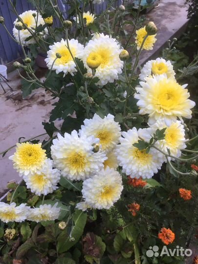 Продам хризантемы