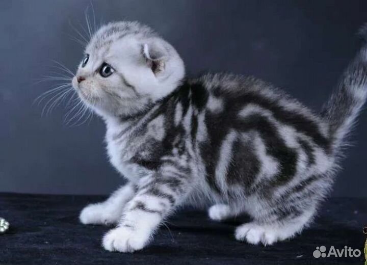 Шотландская