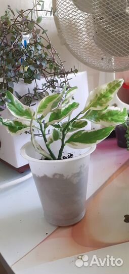 Комнатные домашние растения