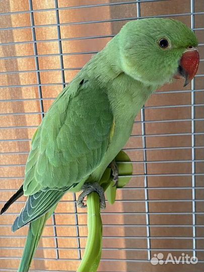 Ожереловый попугай