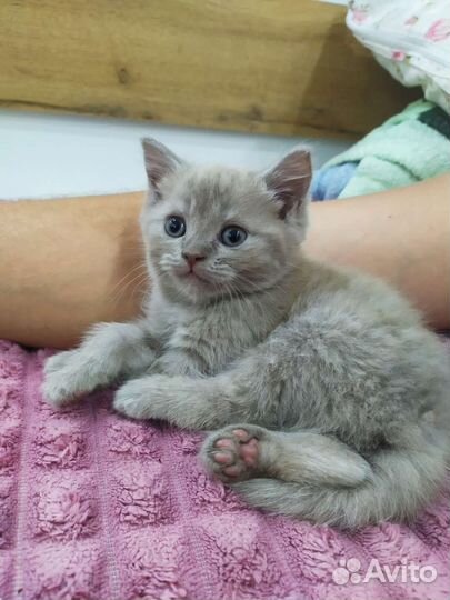 Кошка в дар бесплатно