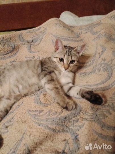 Котенок в добрые руки