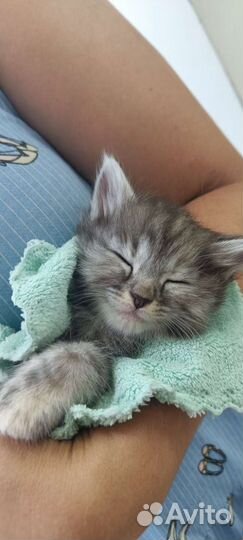 Кошечки в добрые ручки