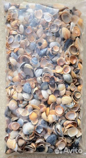 Натульная морская ракушка