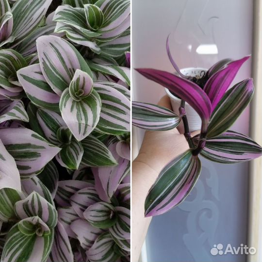 Разные цветы для дома