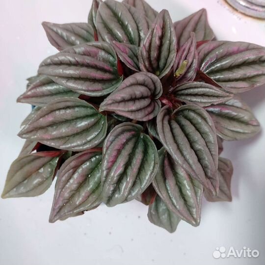 Пеперомия серебристо-серая вариегата,мендоза,бурбе
