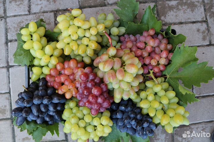 Саженцы деревьев и кустарников (Разные)