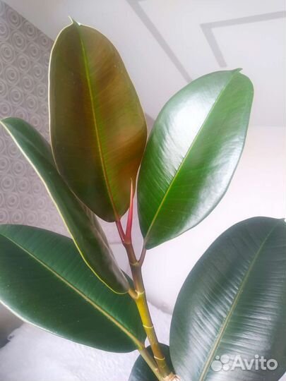 Фикус каучуконосный