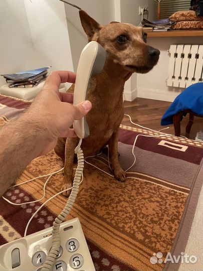 Стационарный телефон для слабовидящих