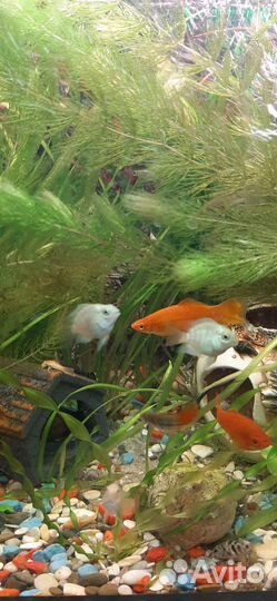 Аквариумные растения