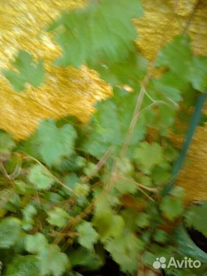 Виноград балконный