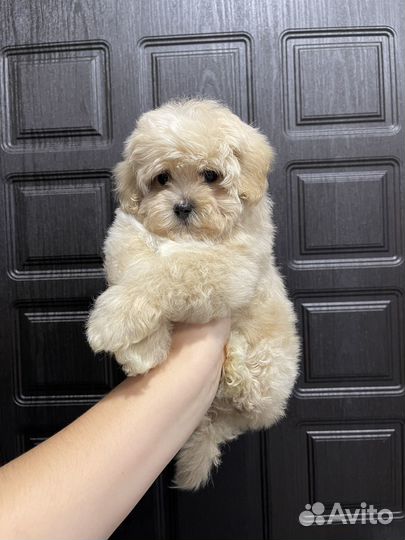 Recycler maltipoo 2024