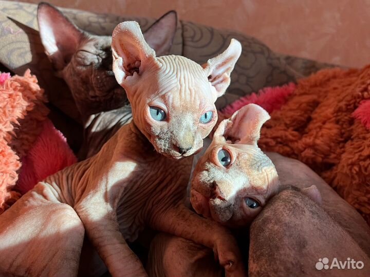 Котята сфинкс эльф