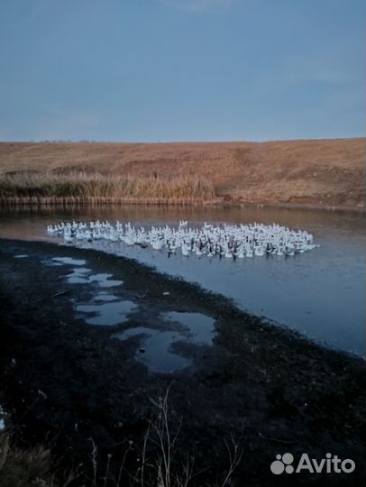 Продаются гуси