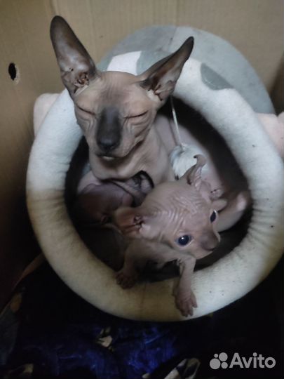 Кошка