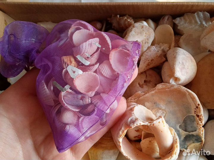 Ракушки (3 кг)