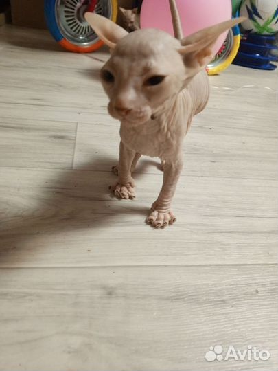 Котята сфинкс