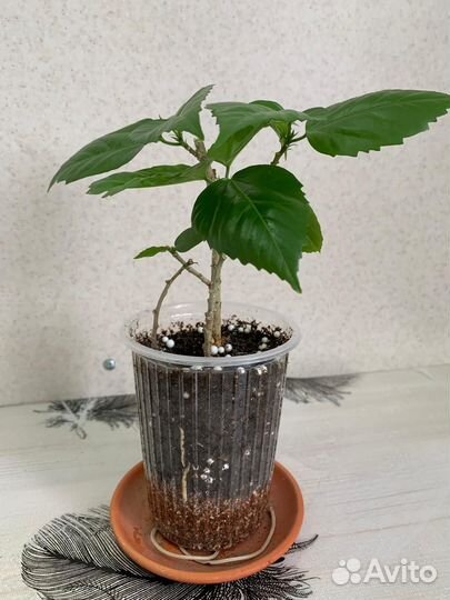 Гибискус махровый красный - китайская роза