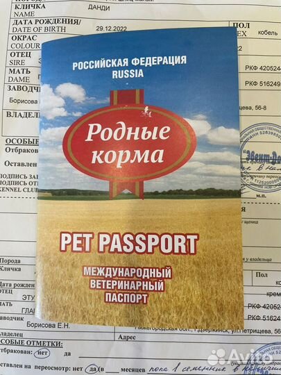 Малый немецкий шпиц