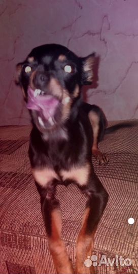 Мини той вязка