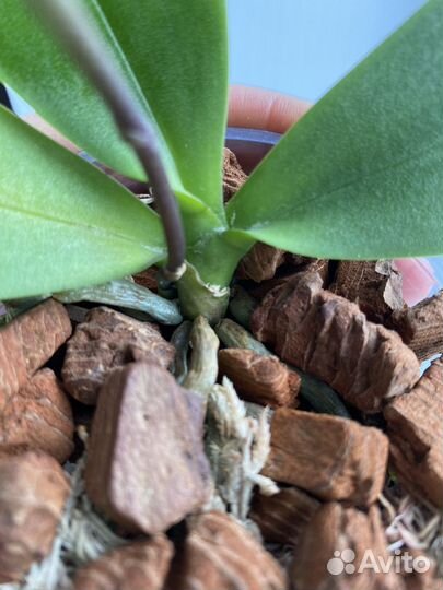 Орхидея Phal. Liu's Pale Micholitz'ES'