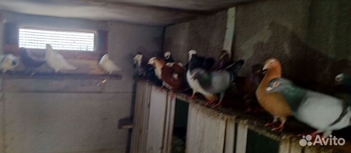 Голуби почтовые