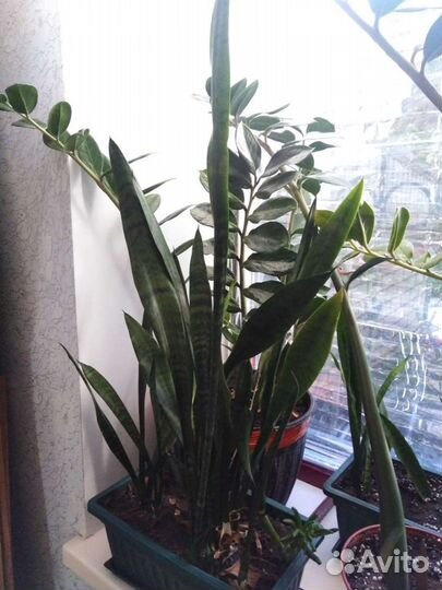 Сансевиерия