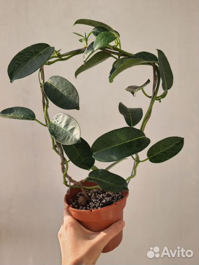 Стефанотис, Хамедорея, Крассула