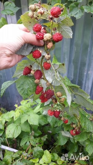 Саженцы ремонтантной малины