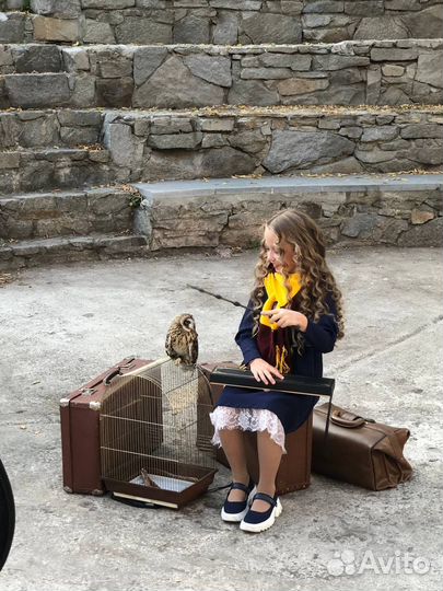 Сова для фотосессий