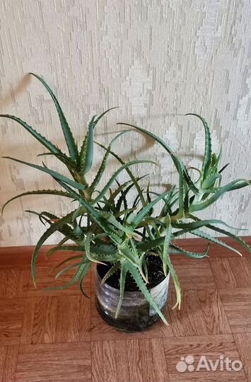 Алоэ
