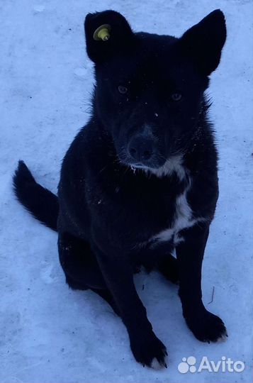 Щенки подростки на охрану