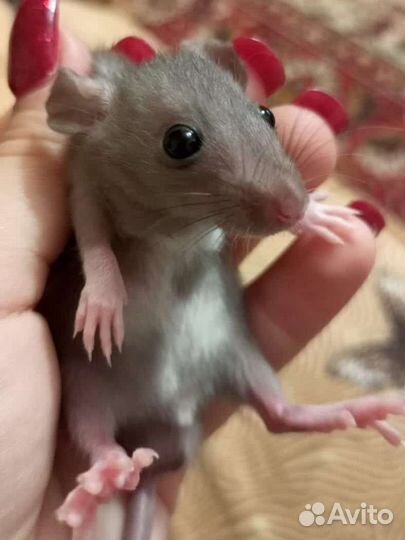 Декоративная крыса дамбо