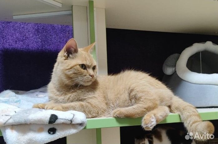 Рыжая красотка из Донбасса