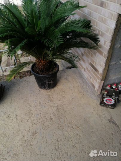 Пальма разные размеры
