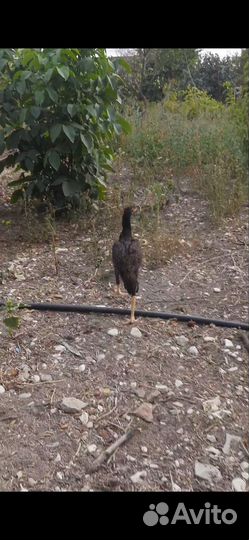 Бойцовые куры и петухи