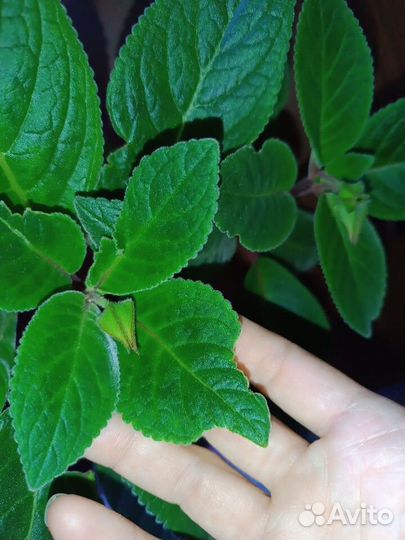 Стрептокарпусы