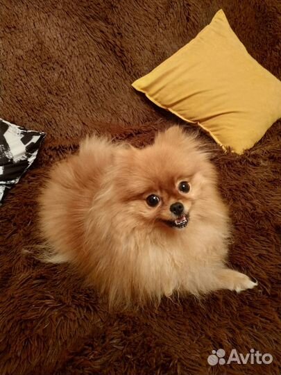 Передержка собак, птиц, грызунов, Выгул собак