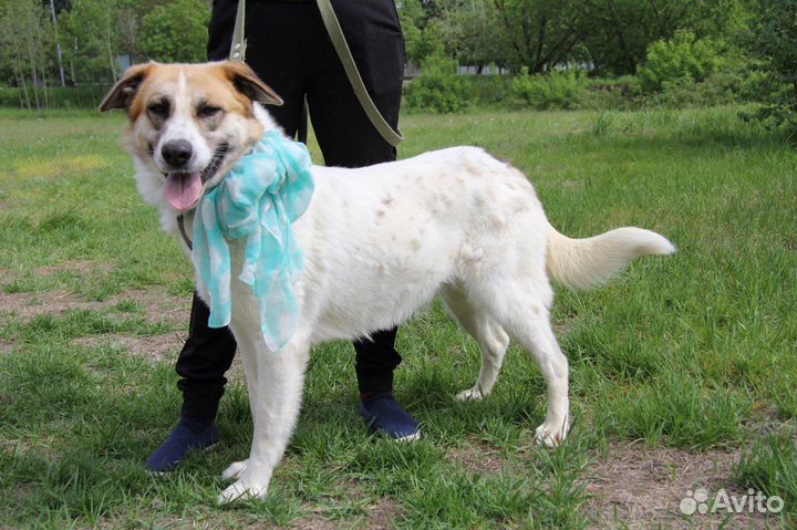 Скарлетт жестоко предали хозяева однажды