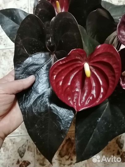 Антуриум 